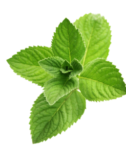 "Image: Freshly harvested organic peppermint leaves, showcasing their vibrant green color and aromatic quality. 🍃🌿 #OrganicPeppermint #FreshHerbs"